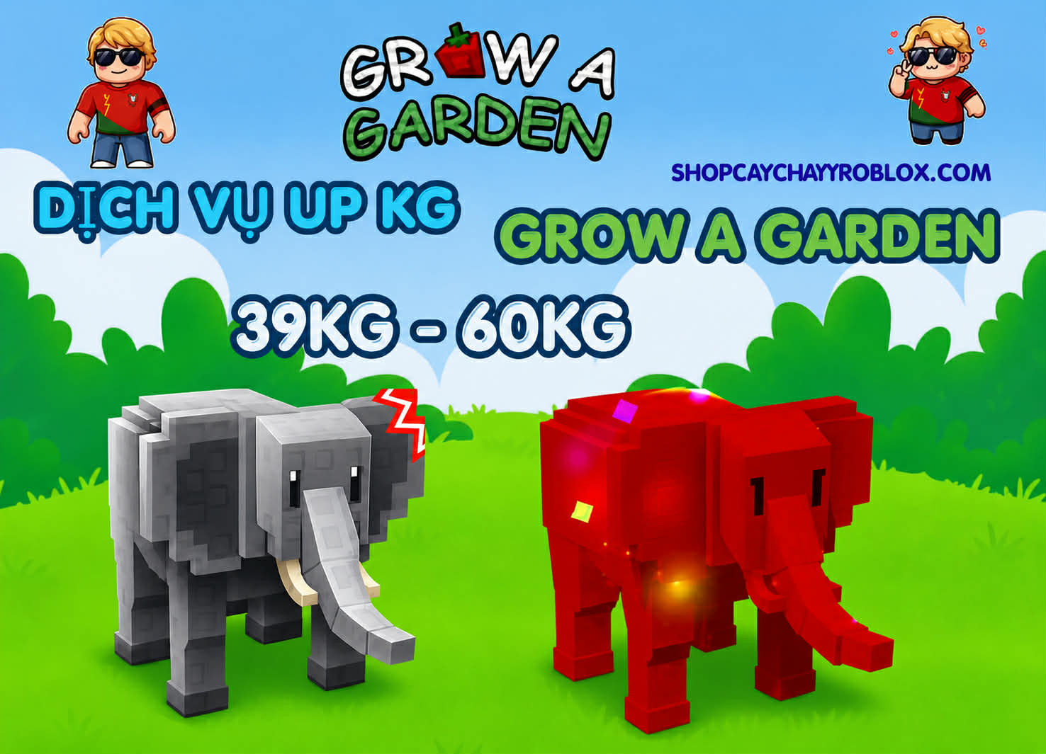 DỊCH VỤ TĂNG KG PET